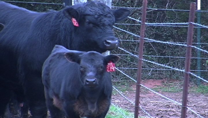 Georgia Holds 2013 Agricultural Forecast