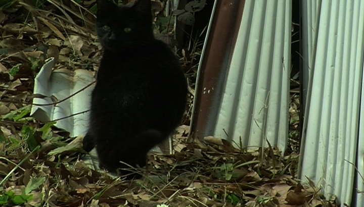 Neuter Your Pets for Spring