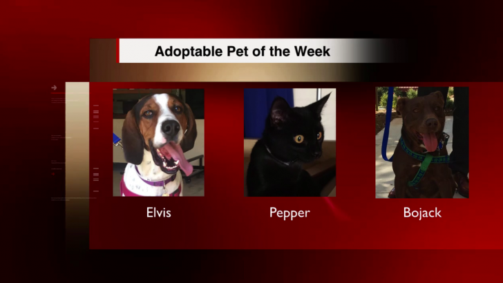 Adoptable Pet of the Week – Can you Help?