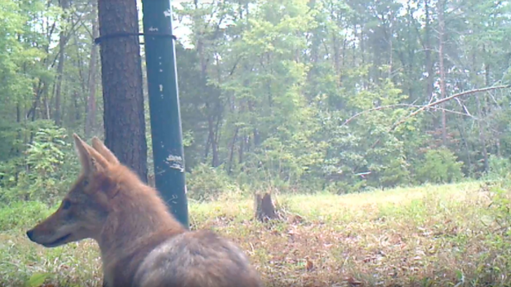 Georgia’s “Coyote Challenge”