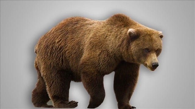 Bear Hollow Zoo Has a New Look This Spring