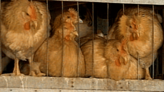 Georgia Woman Arrested for Running Into Chicken Truck
