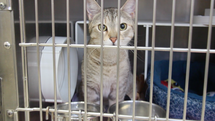 Athens Animal Workers Oppose Georgia Pet Bill