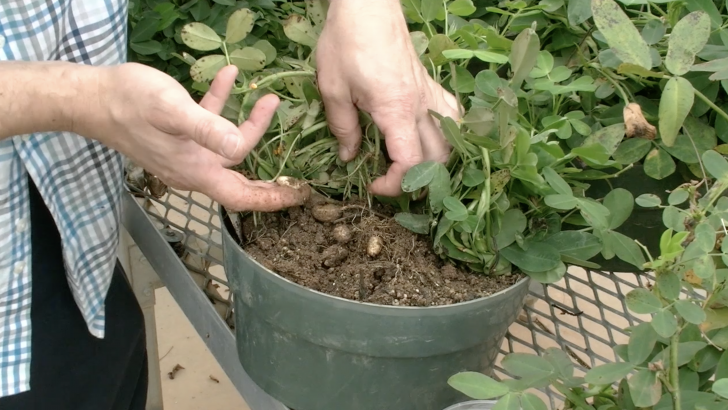 Georgia Peanut Farmers Yield Largest Crop in Two Decades