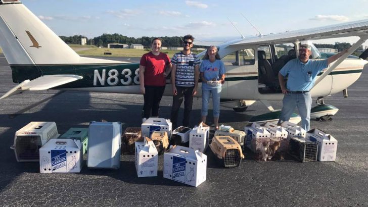 Irma Evacuated Cats Need Your help