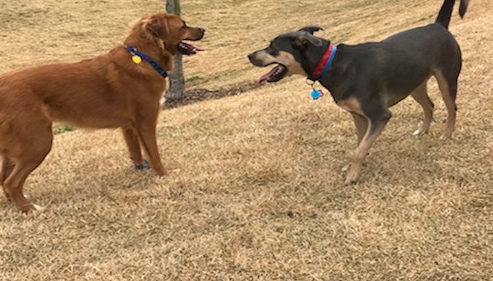 Athens Dog Daycare