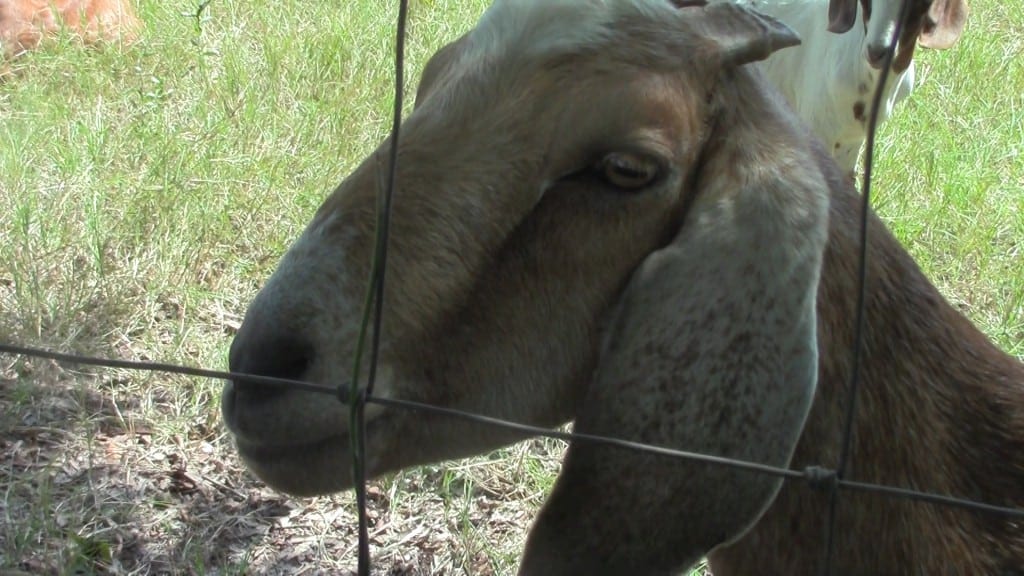He's the guard goat, named Scapegoat.