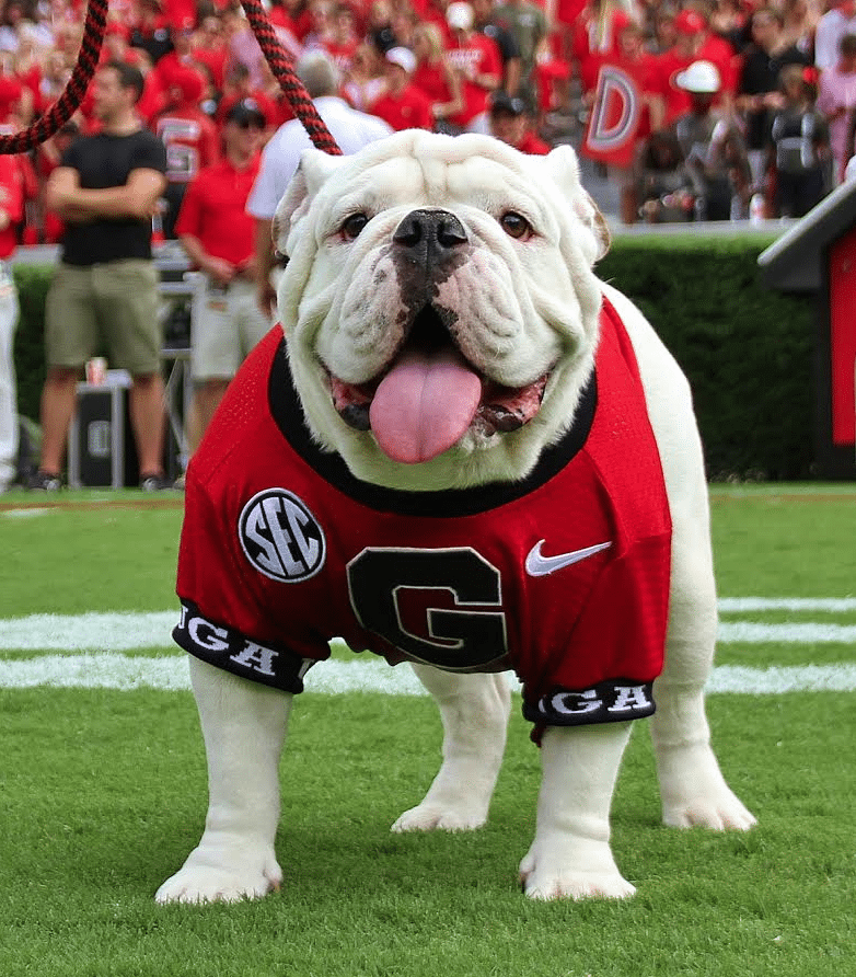 Que will officially become UGA X at the game this weekend. 