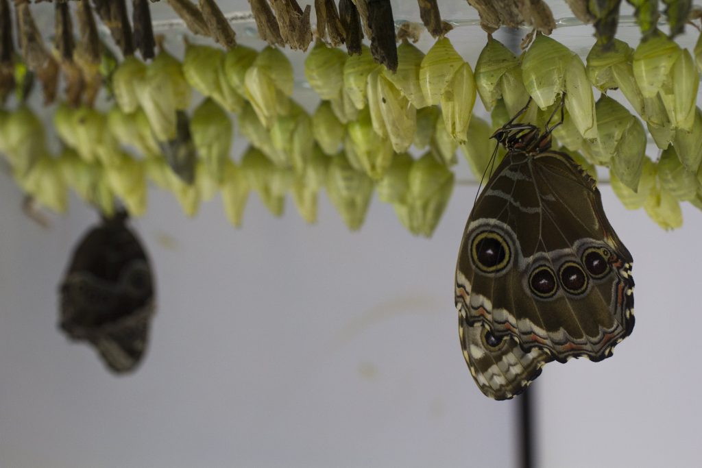 A blue morpho butterfly has just emerged from its cocoon at the Day Butterfly Center at Callaway Gardens in Pine Mountain, Georgia, on Sunday, February 28, 2016. The center incubates and releases hundreds of tropical butterflies like this one each week. (Photo/Adrienne Andrews, adrienneandrews3@gmail.com)