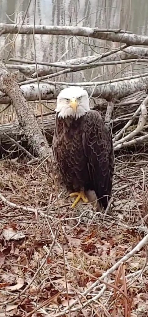 UPDATE: Bald Eagle Dies from Lead Poisoning — Grady Newsource