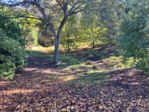 Rain Garden