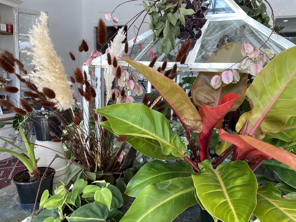 Different plants on display at Metal + Petal.