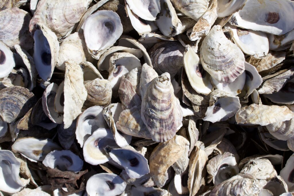 Shell to Shore Featured Image — Grady Newsource