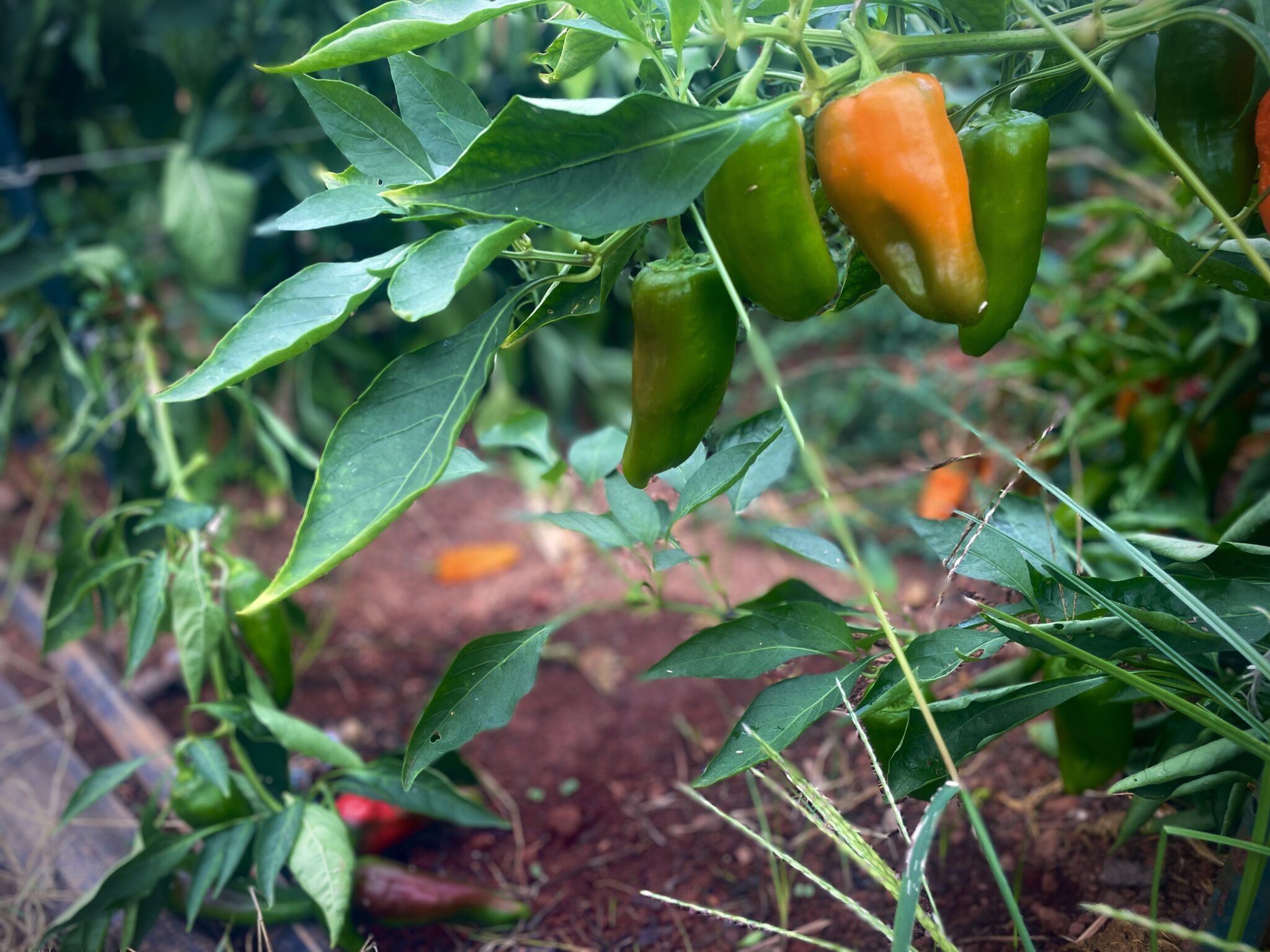 diamond-hill-peppers-grady-newsource