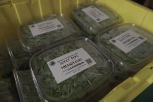 Clear plastic containers labeled Sweet Peas Microgreens are stacked inside a large yellow bin. The containers are filled with fresh green microgreens.