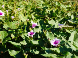 Purple morning glory flowers bloom among dense green leaves in bright sunlight, with a bee hovering near one of the flowers. The scene appears natural and vibrant with various unopened flower buds.