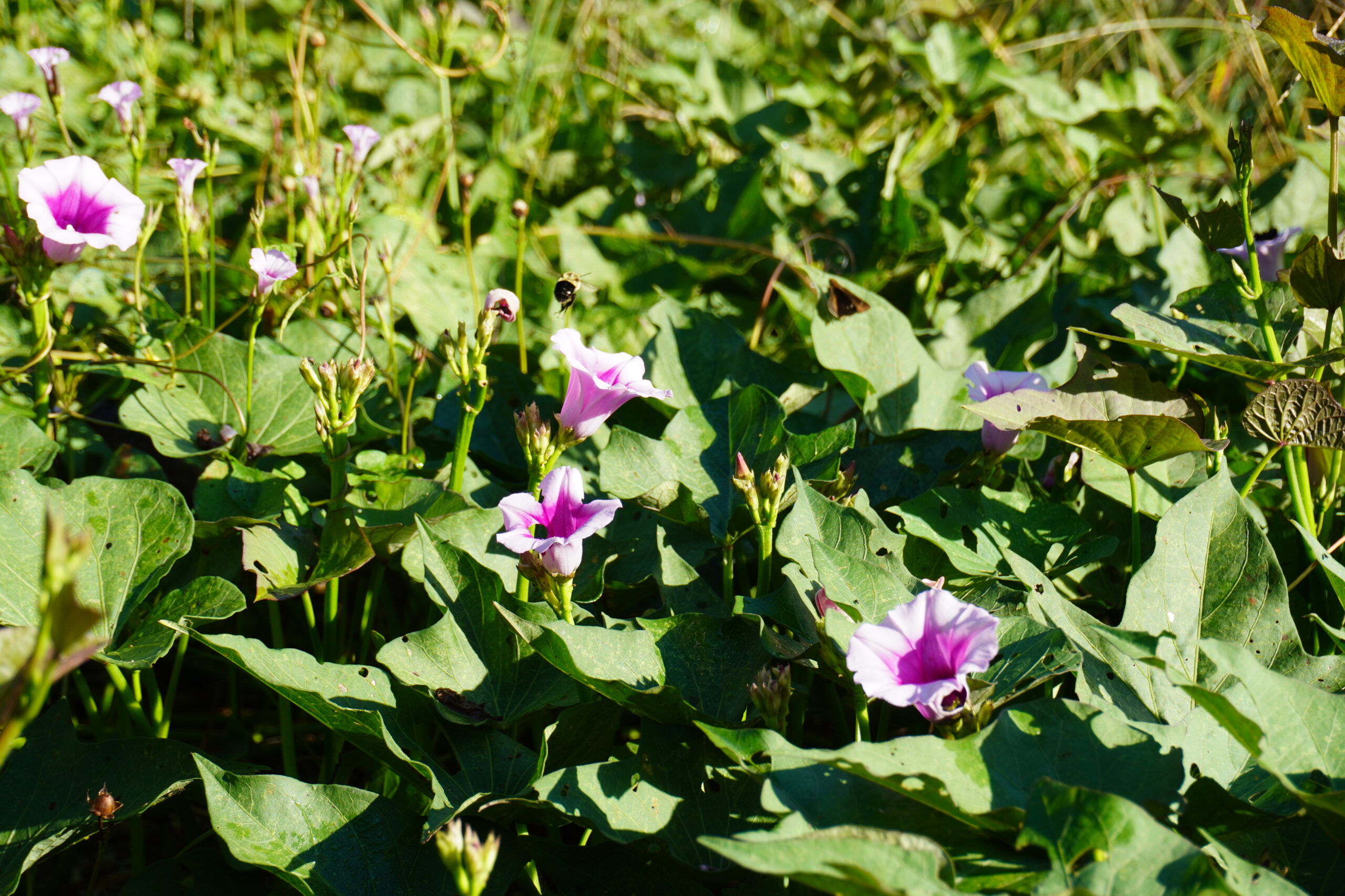 Purple morning glory flowers bloom among dense green leaves in bright sunlight, with a bee hovering near one of the flowers. The scene appears natural and vibrant with various unopened flower buds.