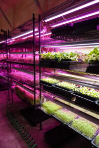 Metal shelves hold trays of young plants growing under bright pink LED lights in an indoor garden setup, with a green coil hose lying on the concrete floor.