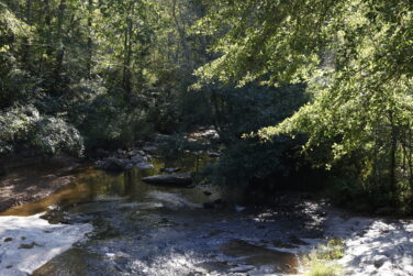 A river through the woods