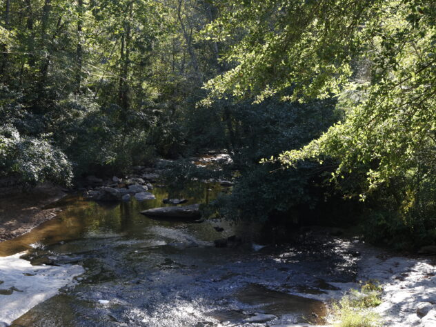 A river through the woods