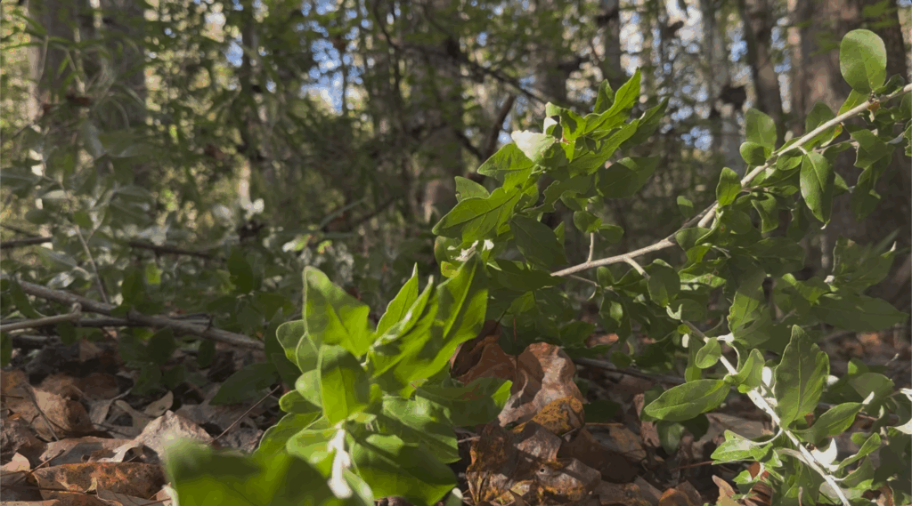 An image of the autumn olive plant