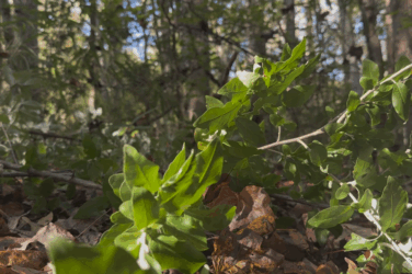 An image of the autumn olive plant