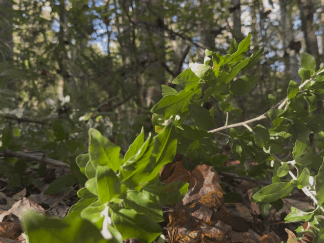 An image of the autumn olive plant