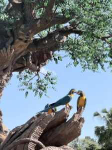 Two macaw birds sit at the top of a tree