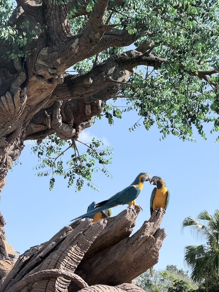 Two macaw birds sit at the top of a tree