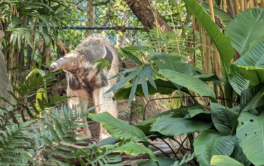 An anteater among plants and leaves