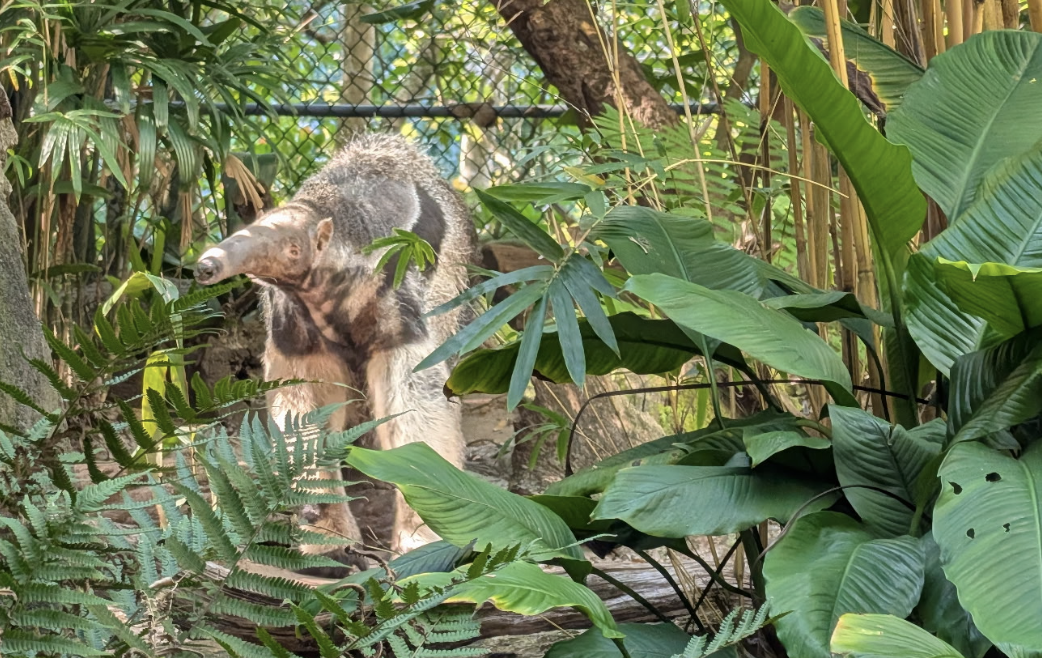 An anteater among plants and leaves