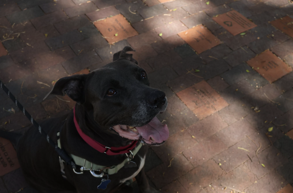 a dog panting on a brick surface