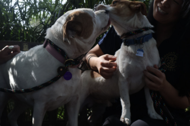 two dogs being held by owners