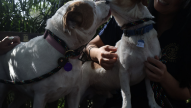 two dogs being held by owners