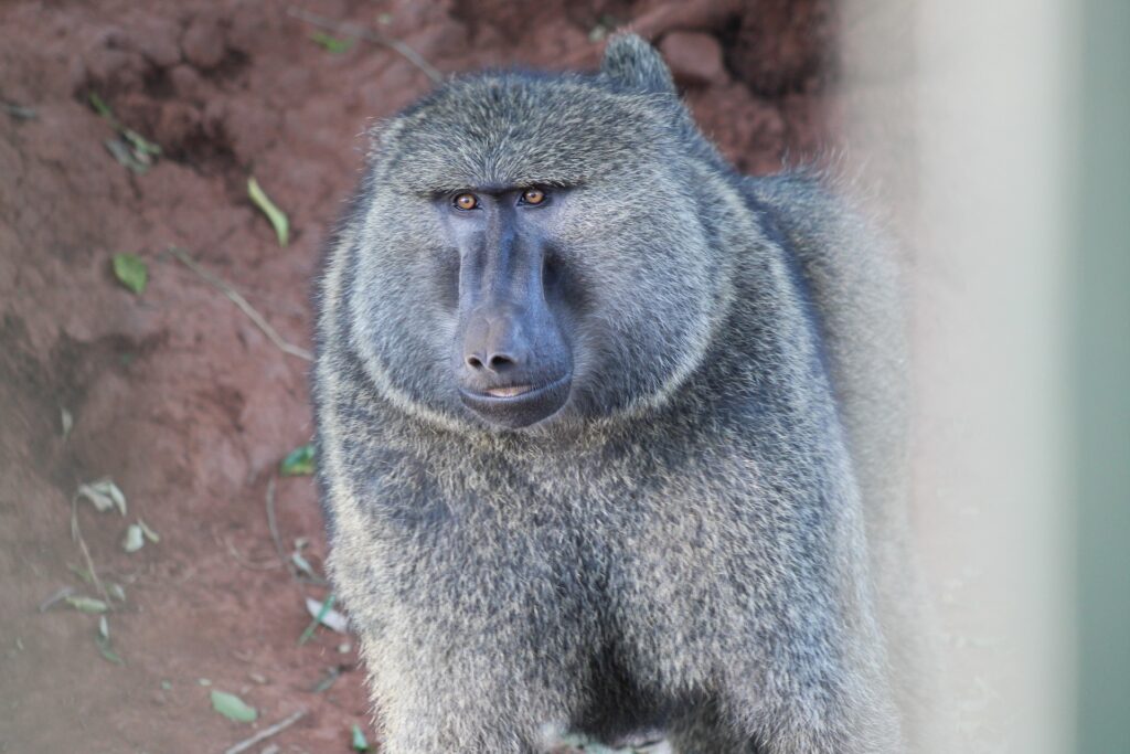 A baboon's face