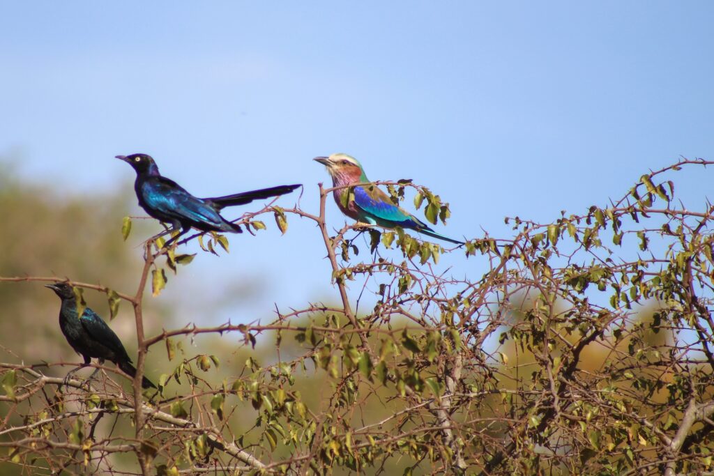 Three birds, who are colorful, sit in the top of a tree
