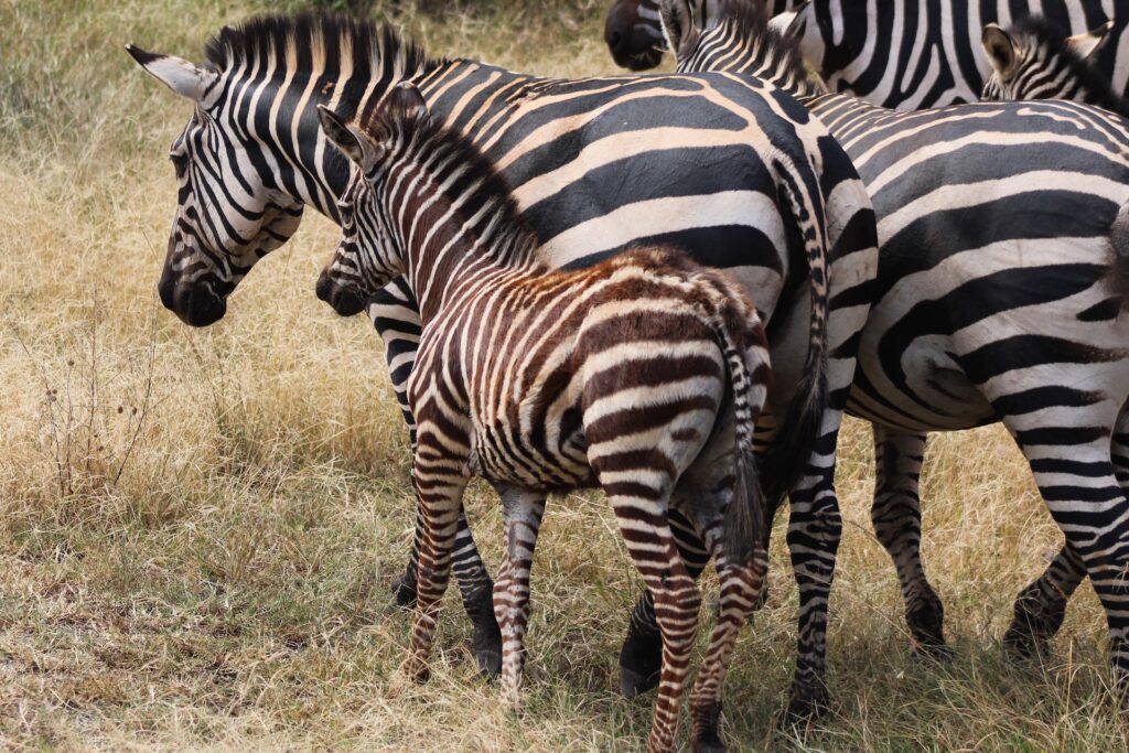 A herd of zebras, including a young one, on a field of grass