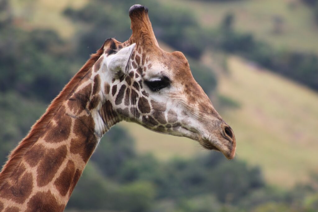 A giraffe's head pictured in the wild
