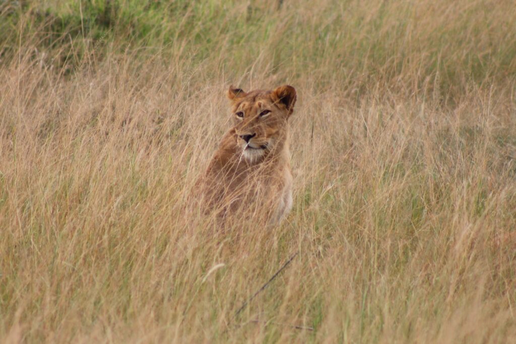 A female lion sits in tall grass