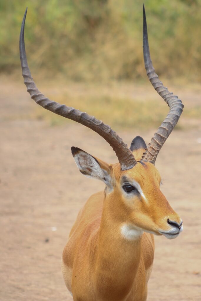 A male impala