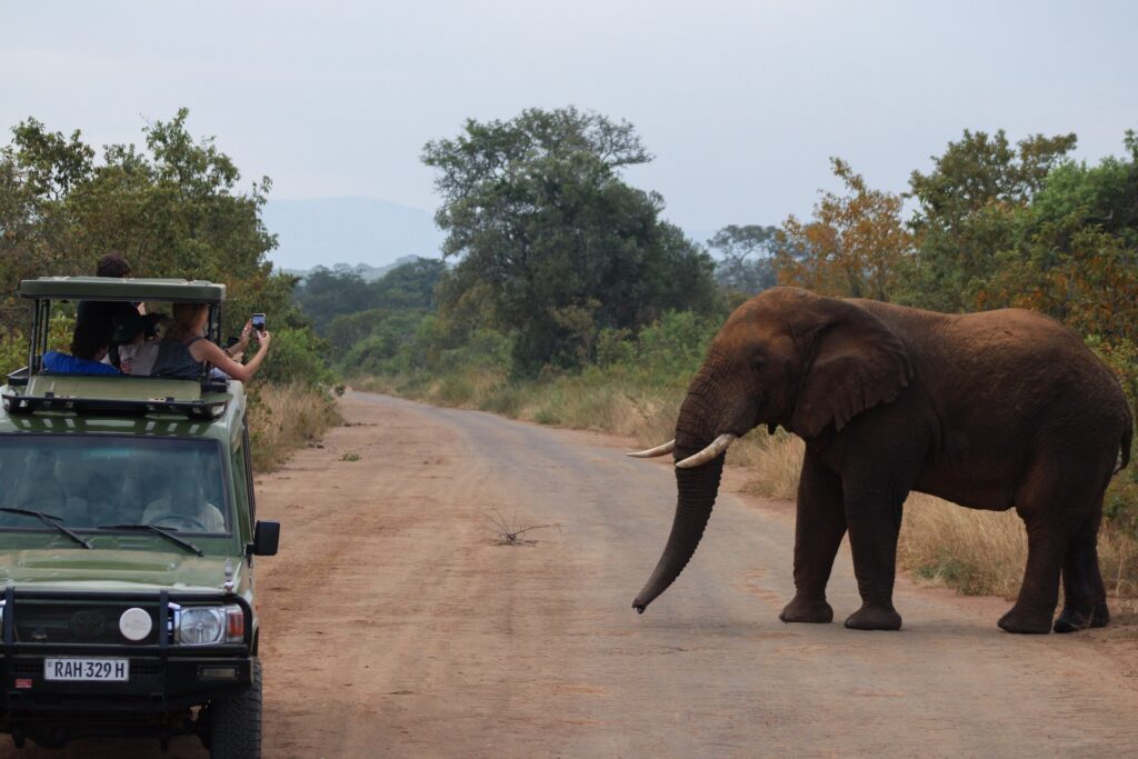 People in a green jeep take photos of an elephant on a dirt road