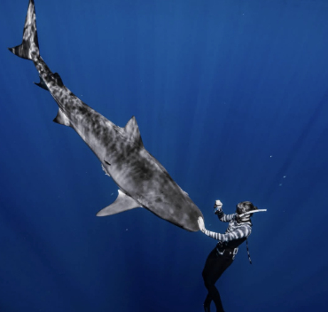 Woman swims with shark in the ocean