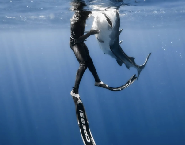 Man with scuba gear is next to shark in the ocean