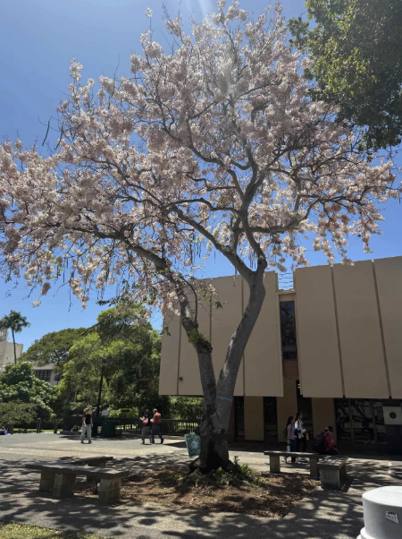 Tree blooms pink blossoms in front of building