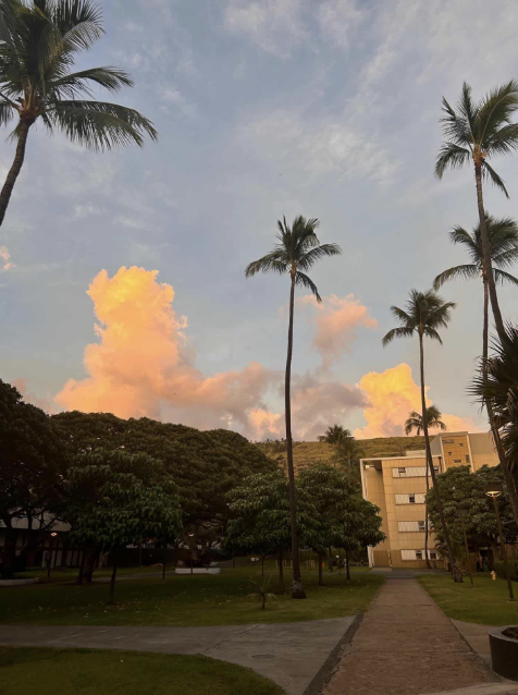 Palm trees on walkway on college campus