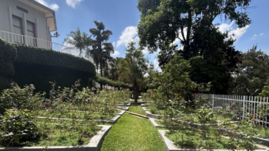A single tree stands in the middle of a garden