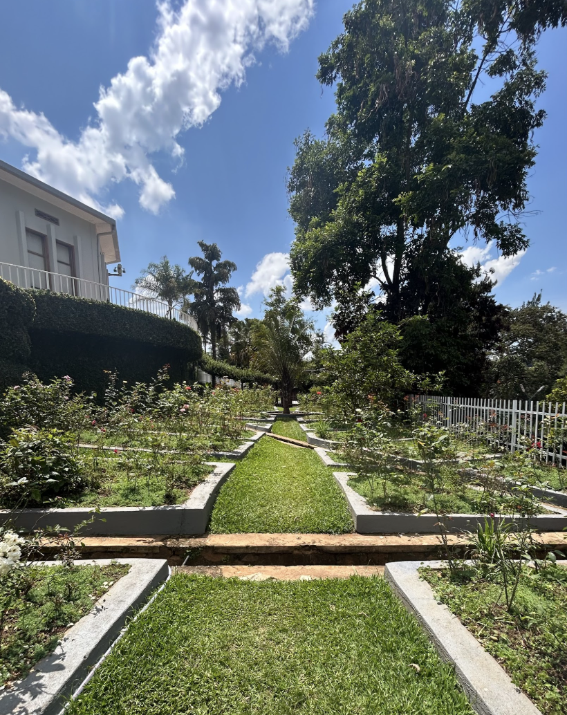 A single tree stands in the middle of a garden
