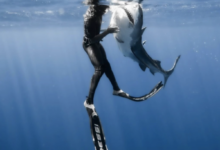 Man swims with shark in the ocean