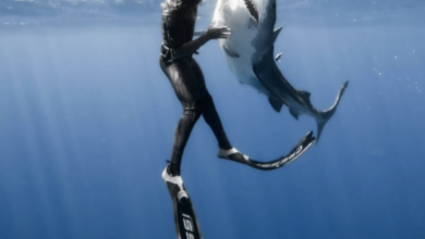 Man swims with shark in the ocean