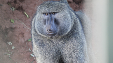 Monkey looks directly into the camera